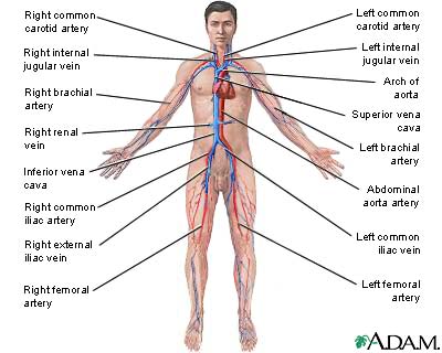 ( Blood Circulation System - Image Courtesy of creationwiki.org )