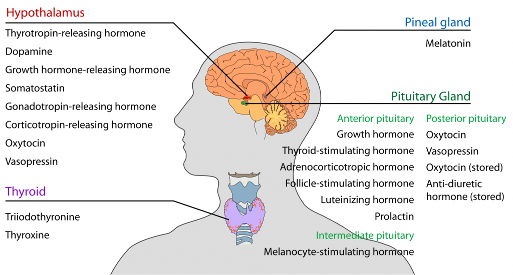 ( Endocrine Hormones - Image Courtesy of en.wikipedia.org )