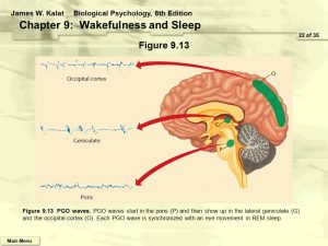 ( Wakefulness and Sleep - Image Courtesy of slideplayer.com )