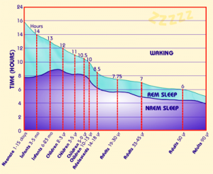 ( Sleep NREM and REM - Image Courtesy of www.habitot.org )