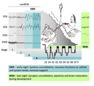 ( Sleep Monitoring Tests - EEG - EOG - EMG - Image Courtesy of www.ima.org.il )