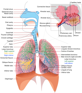 ( Respiratory System Anatomy - Image Courtesy of anatomy-medicine.com )