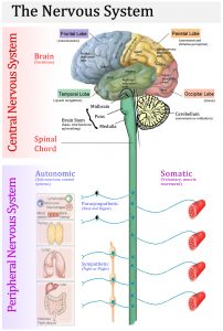 ( Nervous System - Image Courtesy of climatereview.net )