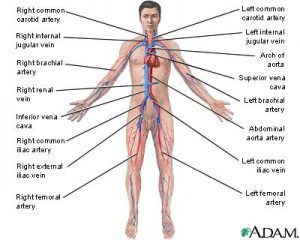 ( Blood Circulation System - Image Courtesy of creationwiki.org )