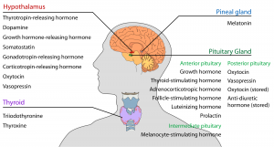 Sleep hormones