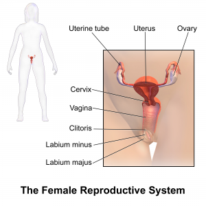 ( Female Reproductive Organs - Image Courtesy of en.wikipedia.org )