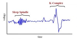 ( Sleep Spindles and K-Complexes Image Courtesy of en.wikipedia.org )
