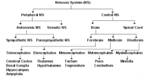 ( Nervous System - Image Courtesy of faculty.washington.edu )