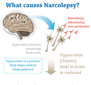 ( Narcolepsy Cause - Hypocretin or Orexin - Image Courtesy of healthresearchfunding.org )
