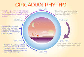 ( Circadian Rhythm - Image Courtesy of web.stanford.edu )