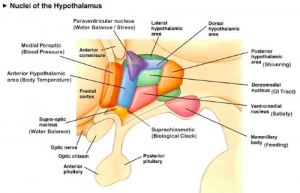 ( Insomnia- The Hypothalamus and Homeostasis - Image Courtesy of wiki.bethanycrane.com )
