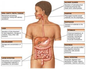 ( GastroIntestinal System - Image Courtesy of www.austincc.edu )