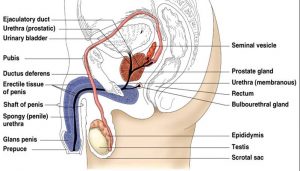 ( Male Reproductive Organs - Image Courtesy of www.austincc.edu )