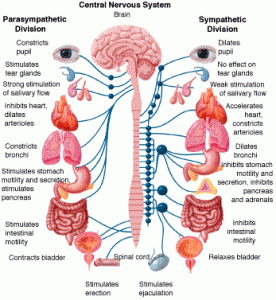 ( ANS Autonomous Nervous System - www.brainresearchfund.org )