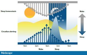 ( Circadian Rhythm and Sleep Homeostasis - Image Courtesy of www.medscape.org )
