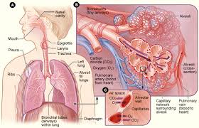 ( Respiratory System - Image Courtesy of www.nhlbi.nih.gov )