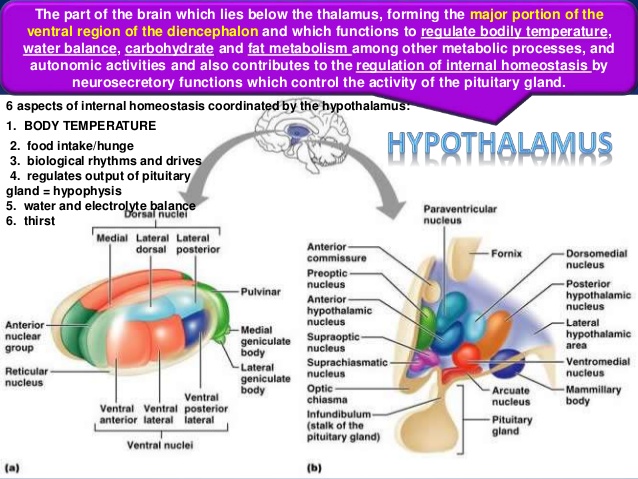 ( The Hypothalamus - Image Courtesy of www.slideshare.net )