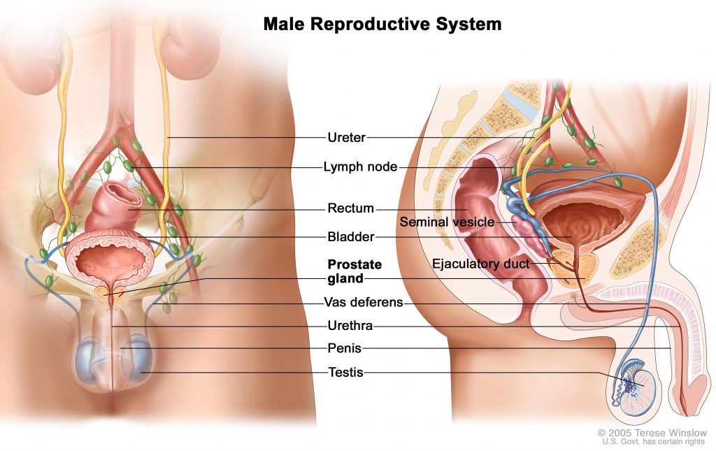 ( Nocturia - Male Urinary System - Image Courtesy of cancergenome.nih.gov )