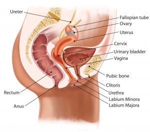( Nocturia - Female Urinary System - Image Courtesy of www.naturalremedies.org )