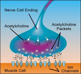 ( Acetylcholine and Muscle Paralysis - Image Courtesy of www.viresattached.com )