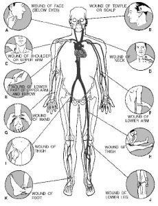 ( Body Pressure Points - Image Courtesy of commons.wikimedia.org )